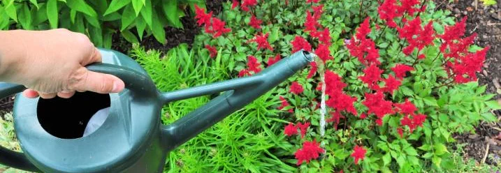 Gießkanne gießt rote Blumen